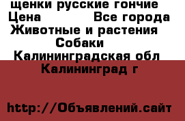 щенки русские гончие › Цена ­ 4 000 - Все города Животные и растения » Собаки   . Калининградская обл.,Калининград г.